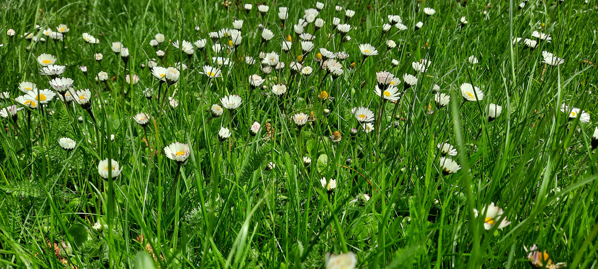 Ganz-in-Gänze-Gänseblume